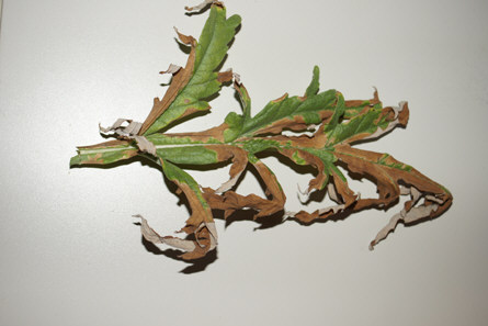 Feuille brulée.jpg