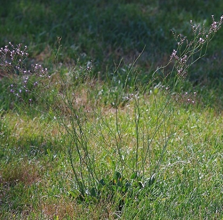 Limonium à petites feuilles, mi-juillet, 0m