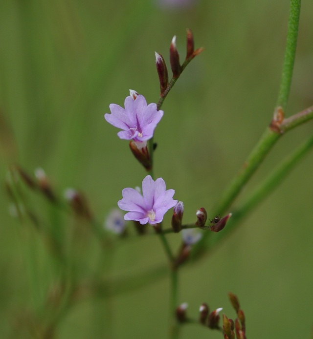 Limonium sp., juillet, 0m