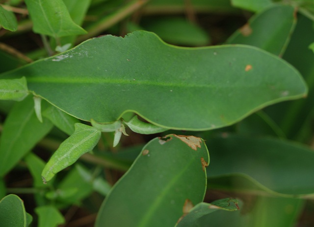 Feuille L.narbonense, juillet, 0m