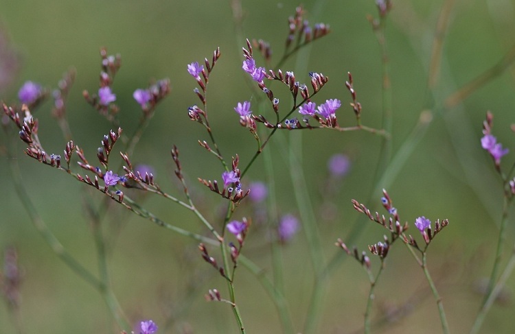 Limonium sp, juillet, 0m