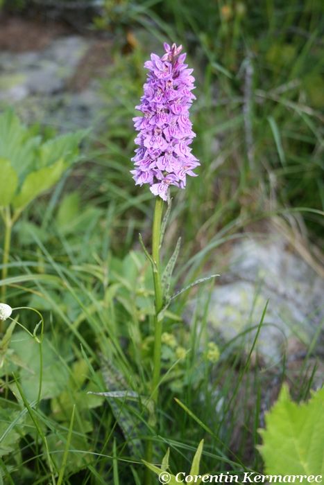 orchis_sp_mercantour_1300-1400m_juillet.jpg