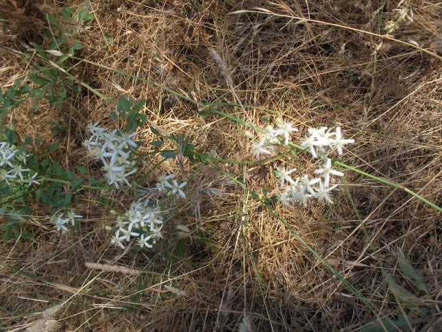 autre fleurs 007 [50%].JPG