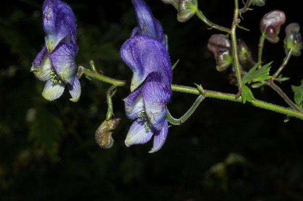Aconitum variegatum (3) [1600x1200].JPG