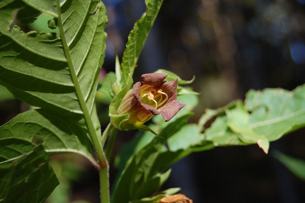 Atropa belladonna (1) [1600x1200].JPG