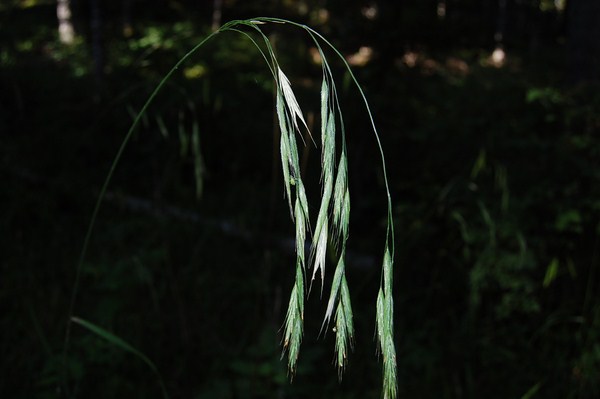 Bromus benekenii (7) [1600x1200].JPG