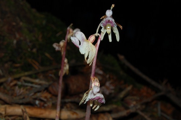 Epipogium aphyllum (27) [1600x1200].JPG