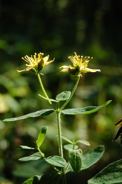 Hypericum hirsutum (10) [1600x1200].JPG