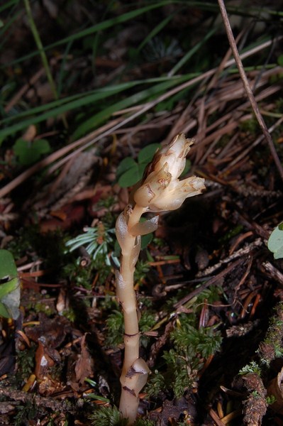 Monotropa hypopitys (1) [1600x1200].JPG