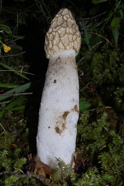 Phallus impudicus (4) [1600x1200].JPG
