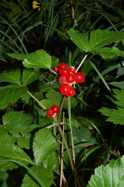 Rubus saxatilis (2) [1600x1200].JPG