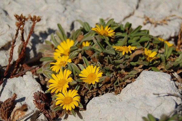 Asteriscus maritimus (1) [1600x1200].JPG