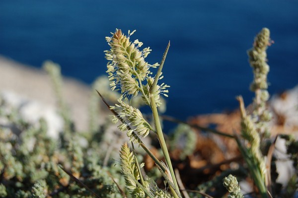 Dactylis glomerata hispanica (12) [1600x1200].JPG