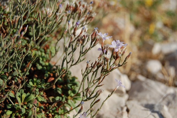 Limonium pseudominutum (11) [1600x1200].JPG