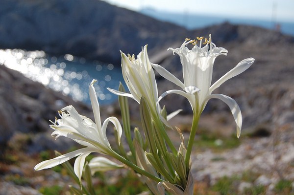Pancratium maritimum (3) [1600x1200].JPG
