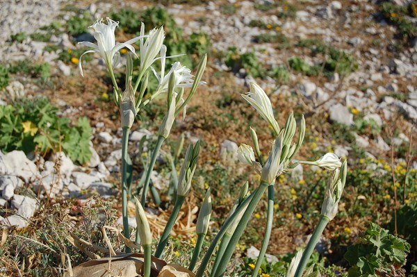 Pancratium maritimum (10) [1600x1200].JPG