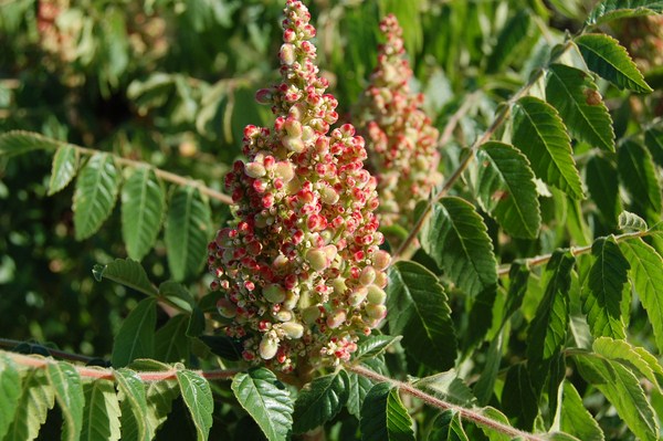 Rhus coriara (11) [1600x1200].JPG