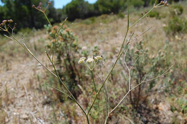 Seseli longifolium (7) [1600x1200].JPG