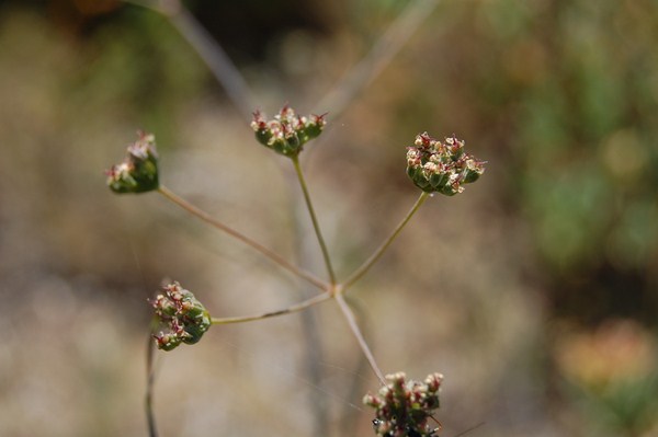 Seseli longifolium (16) [1600x1200].JPG