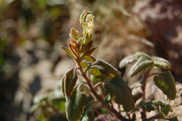 Teucrium flavum (2) [1600x1200].JPG