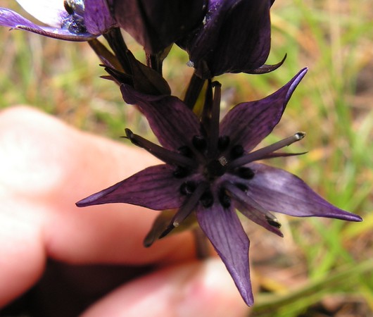 PICT0071.jpg