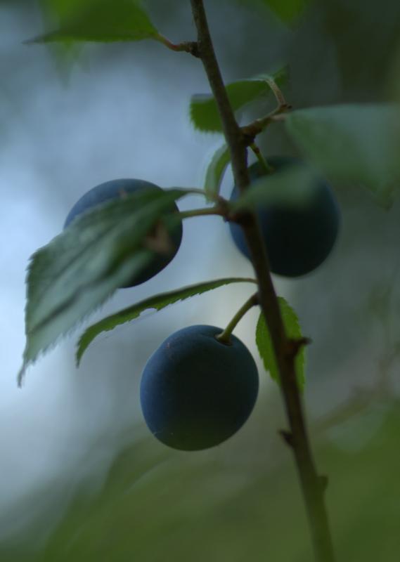 prunelier.jpg