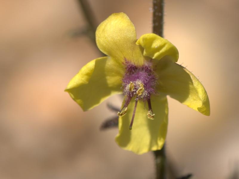 verbascum.jpg