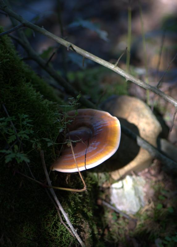 champignon labyrinthe.jpg