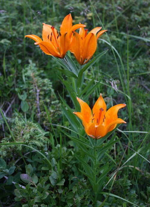 fleurorange.jpg