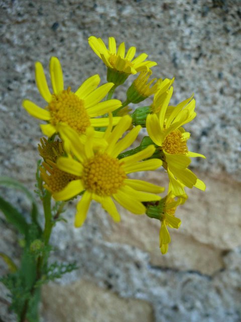 P1020841.jpg