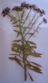 SDC10660.JPG