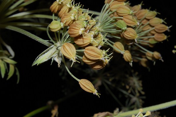 Pleurospermum austriacum (3) [1600x1200].JPG