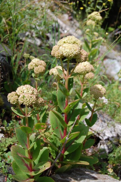 Sedum telephium maximum (3) [1600x1200].JPG