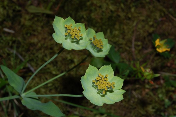 Bupleurum stellatum (6) [1600x1200].JPG