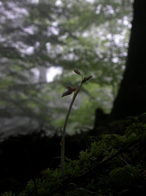 Epipogium aphyllum pl.1.JPG