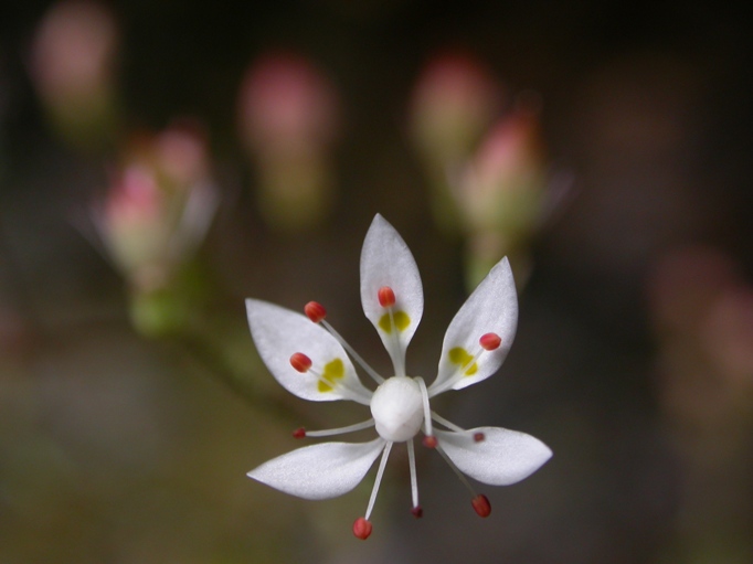 7 Saxifraga clusii.JPG