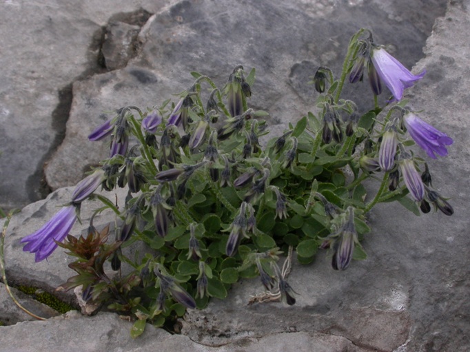 8 Campanula jaubertiana (=andorrana).JPG