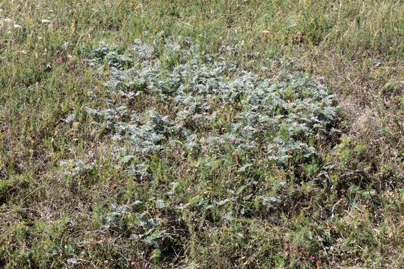 jolie population avec des feuilles argentées
