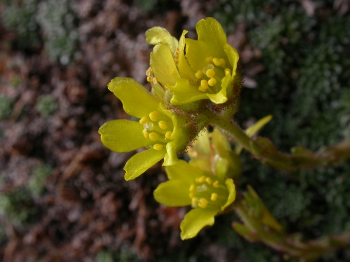 2 Saxifraga aretioides.JPG