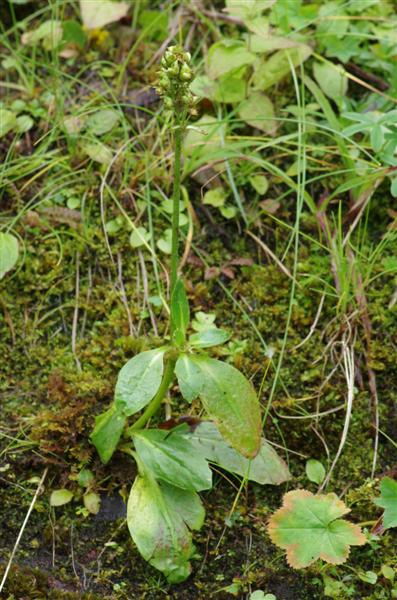 endroit humide avec Sedum villosum