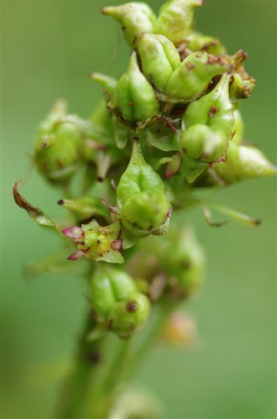 Il ne restait plus qu'une fleur ouverte. Il manque deux pétales.