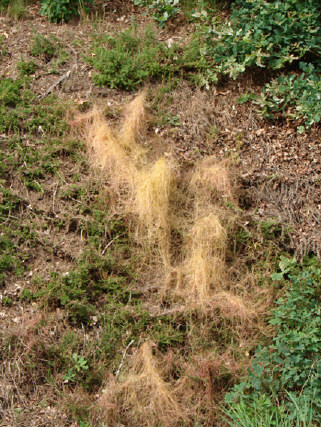 Cuscuta epithymum.jpg