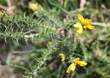 Echinospartum horridum ou Ulex  (3a).jpg