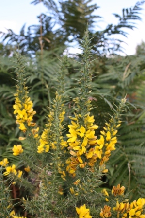 Echinospartum horridum ou Ulex  (4a).jpg