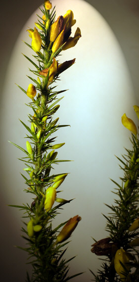 Ulex europaeus.jpg