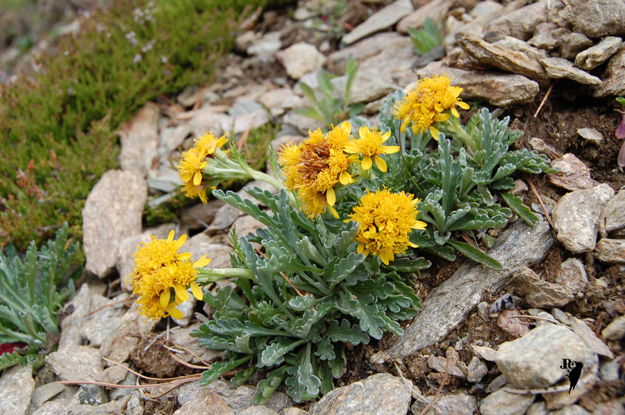 DSC_2862-Sedum.jpg