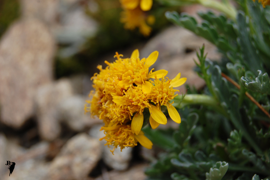 DSC_2863-Sedum.jpg
