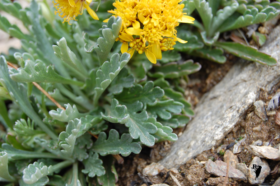 DSC_2864-Sedum.jpg