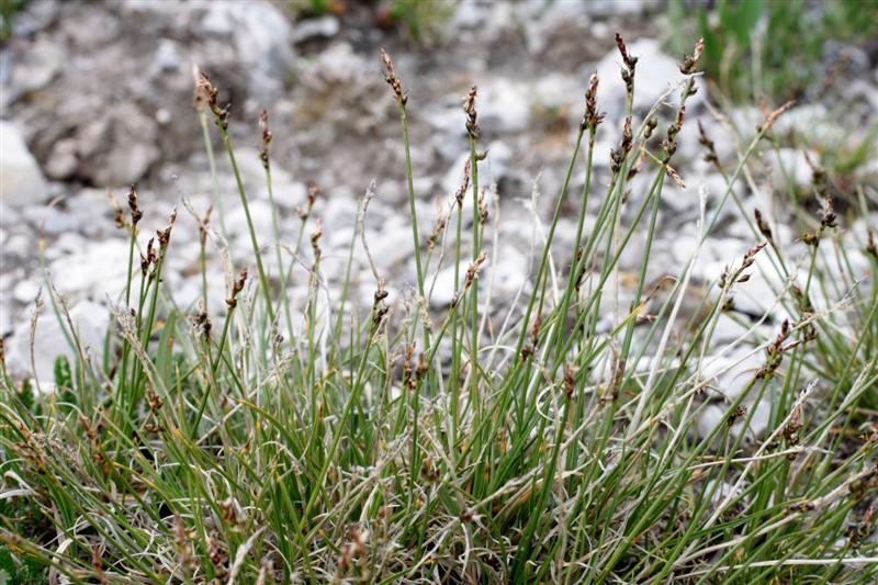 vue d'ensemble - plante de 5 à 10 cm de haut.