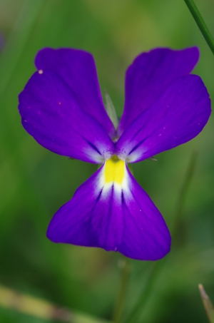 IMGP3681b.JPG